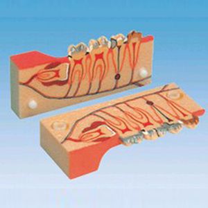 Tooth decomposition model of the organization